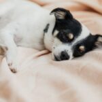 durchfall hund