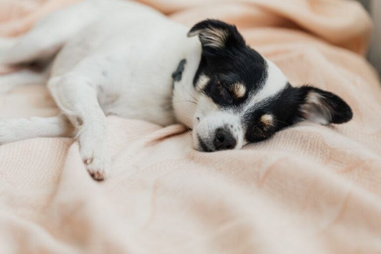 Durchfall beim Hund: Ursachen, Hausmittel & Hilfe
