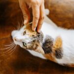 durchfall katze