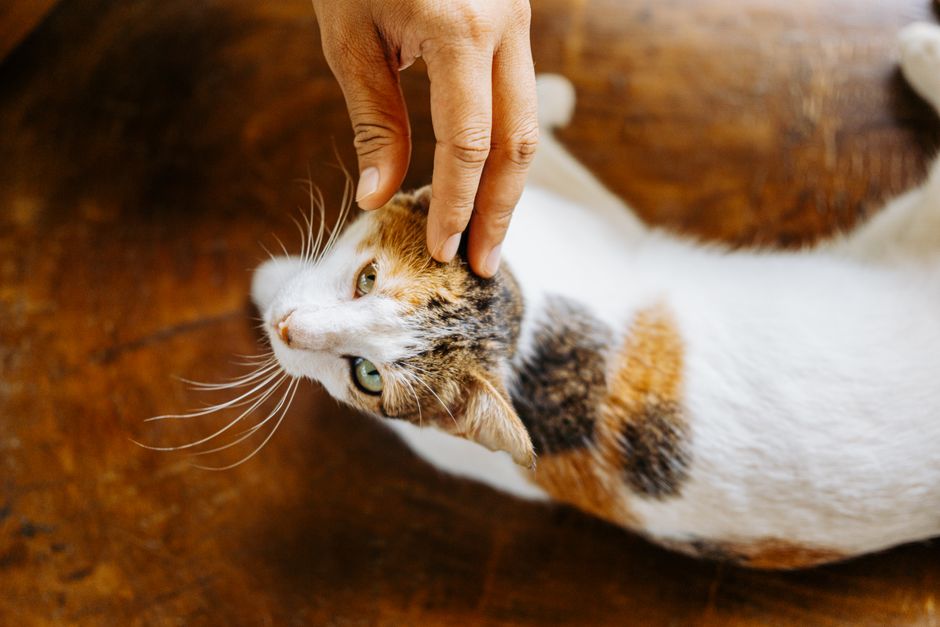 durchfall katze