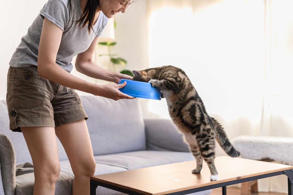 durchfall katze